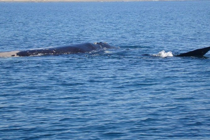 Puerto Madryn: Doradillo Beach Whale Watching Experience - Inclusions and Exclusions