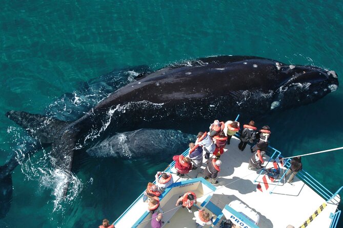 Puerto Madryn: Peninsula Valdes National Park Day Trip - Itinerary Highlights