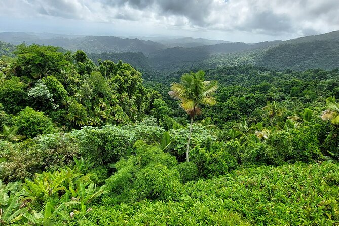 Puerto Rico: El Yunque Sightseeing Half-Day Tour With Transfer - Transportation and Pickup Information