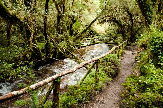 Queulat National Park in Coyhaique - Tour Meeting and Pickup Details