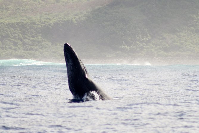 RAFT ADVENTURE - Whale Watch Discovery - Detailed Itinerary and Inclusions