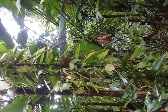 Rain Forest and Bird Watching - Logistics