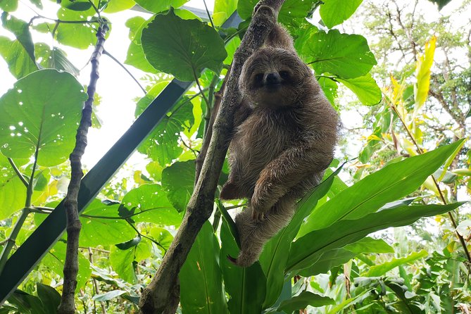 Rainforest Hiking to Rio Celeste Waterfall Private Tour - Booking and Cancellation