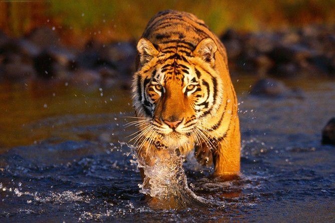 Ranthambore Tiger Safari Tour From Delhi With All Meals - Detailed Itinerary