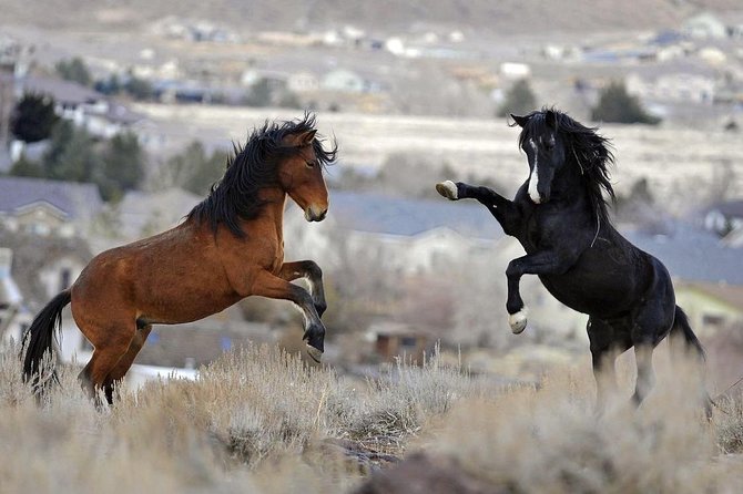 Red Canyon Wild Mustang Van or Bus Tours For Large Groups 5 PM - Inclusions and Amenities