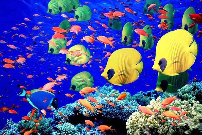 Red Sea Snorkeling From Hurghada - Transportation Options