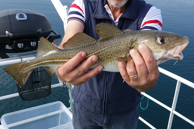 Reykjaviks Finest Catch: Guided Sea Angling Tour for All Levels - Fishing Targets and Success Rates