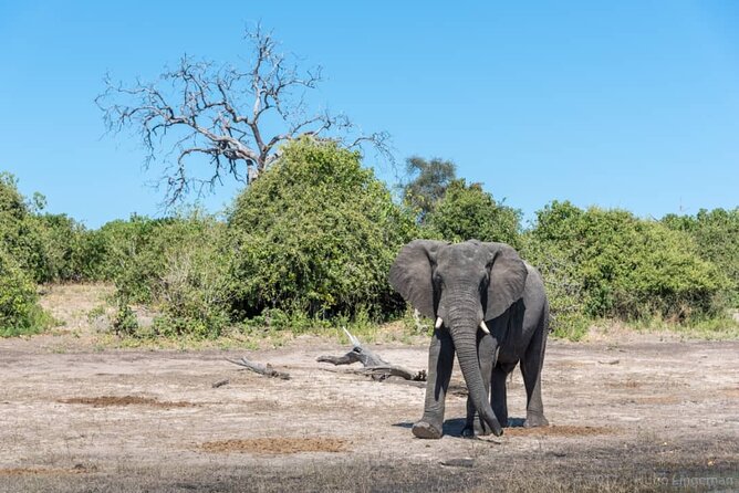 Rhino Game Drive - Wildlife Encounter Highlights