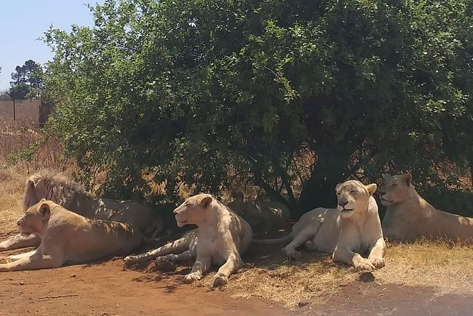 Rhino & Lion Nature Reserve - Tour Details and Inclusions