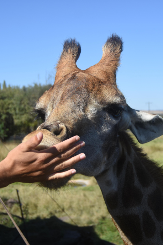 Rhino & Lion Park: Exciting and Fun Private Tour - Personalized Tour Tailored to Interests