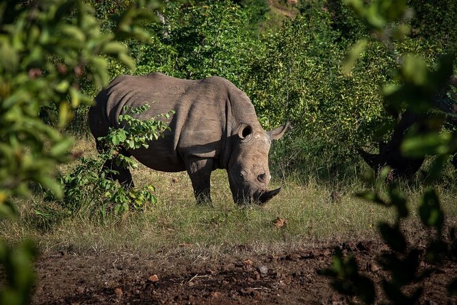 Rhino Walk - Guided Walking Experience