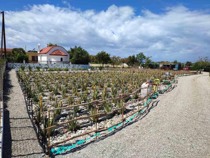 Rhodes:Explore the Farms Paths & Discover Aloe Vera & Herbs - Farm Experience