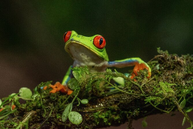 Rio Celeste Nature Night Walk - Guided Nature Walk