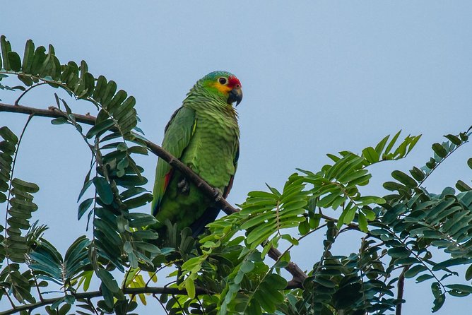Rio Maya Bird Sanctuary and Spanish Lookout All Inclusive Birdwatching Tour - Inclusions and Pickup