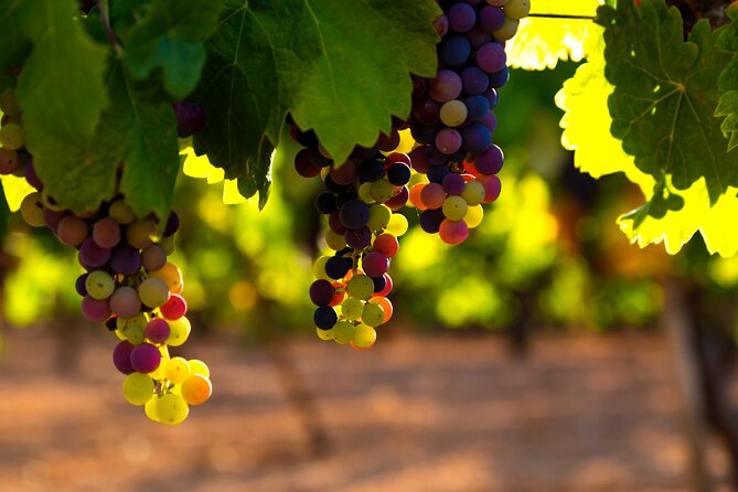 Rioja Wine Private Day Trip  - San Sebastian - Expectations During the Tour