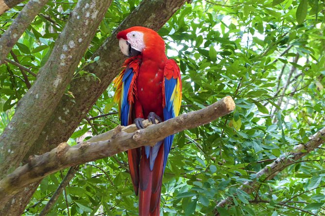 Roatan Excursion: Zip-Line With Sloths Park - Sloths Park Exploration