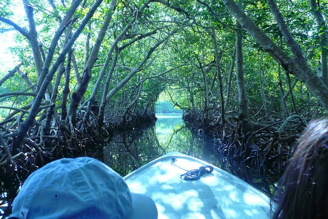 Roatan Mangrove Tunnels Adventure - Partial Shipwreck Snapshot