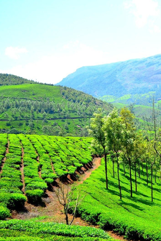 Romantic Trip to Ooty, Kodaikanal & Munnar 7 Days 6 Nights - Itinerary Highlights