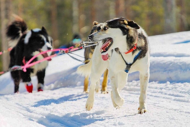 Rovaniemi: Husky Safari Tour & 6-10 Km Self-Driving Mushing - Meeting and Pickup Details