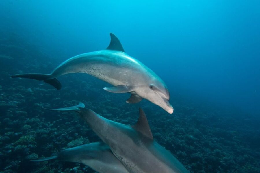 Safaga: Dolphin Watching Boat Tour With Private Transfer
