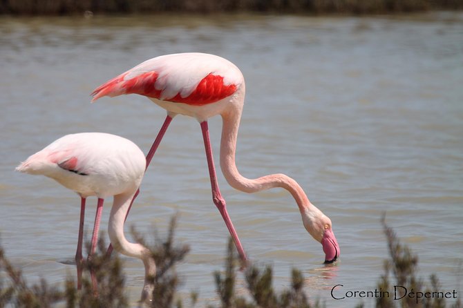 Safari 4x4 Camargue 2 Hours - Saintes Maries De La Mer - Private Tour - Accessibility and Recommendations