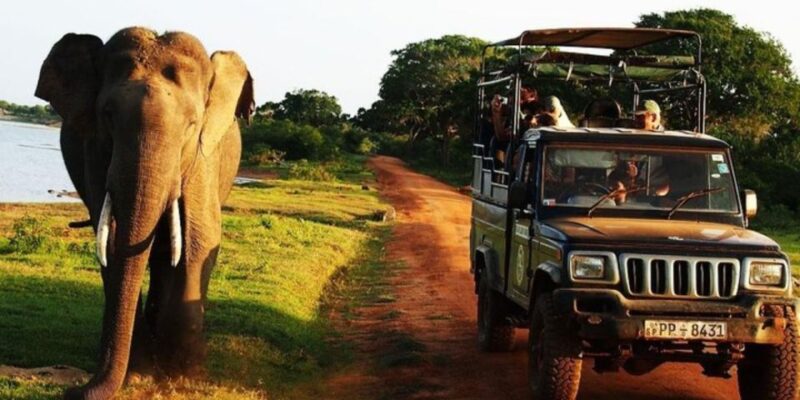 Safari Adventure: Yala National Park Afternoon Expedition - Itinerary and Transportation