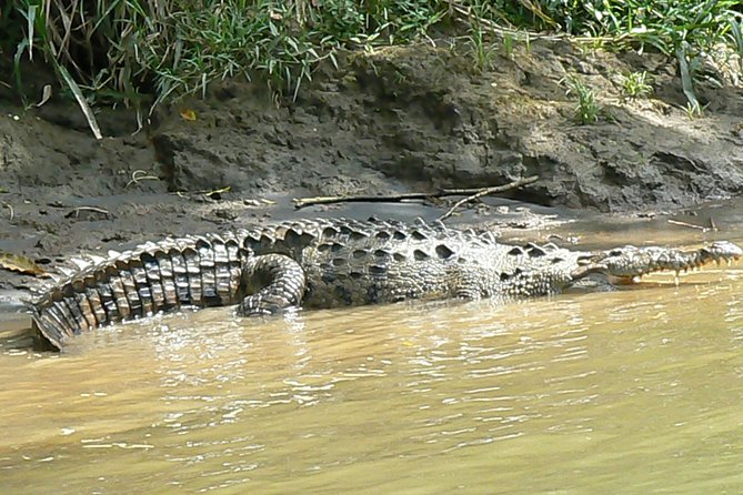 Safari Boat on Sarapiqui River With Lunch From San Jose - Inclusions and Special Options