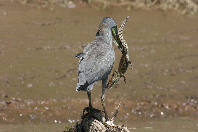 Safari Float on Corobicí River Incl. Lunch - Wildlife and Ecosystem
