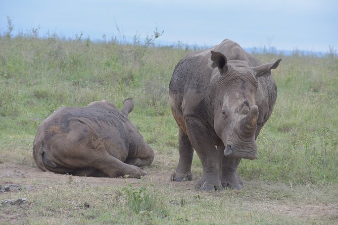 Safari in Nairobi Kenya National Park Half Day Tour - Unique Safari Experience