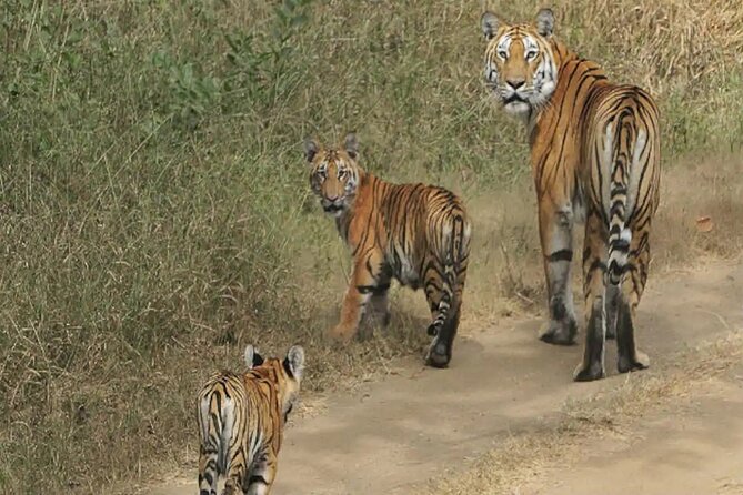 Safari in Pench National Park - Accommodation Options