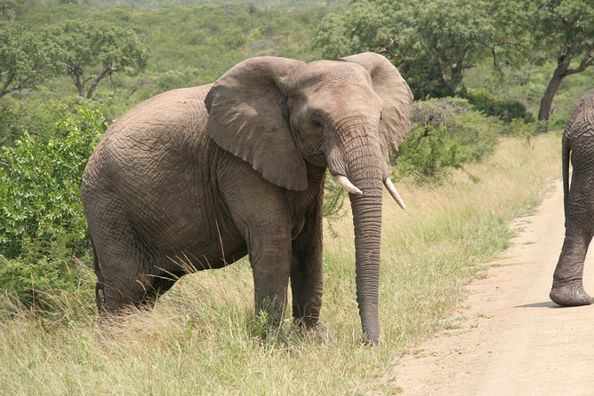 Safari & Phezulu Village Day Tour From Durban - Cultural Experiences