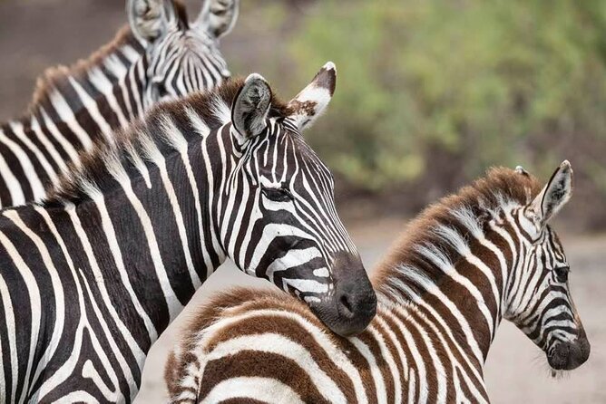 Safari Serengeti And Ngorongoro - Key Inclusions