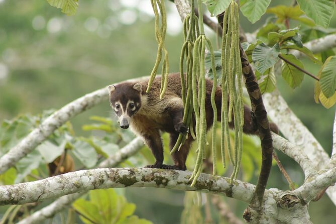 Safari Tour Along the Peñas Blancas River - Riverside Wildlife Sightings