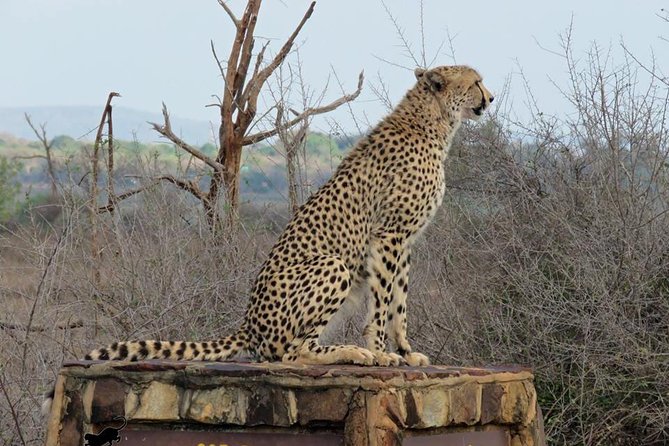 Safaris in Kruger National Park Full Day - Full-Day Safari Experience