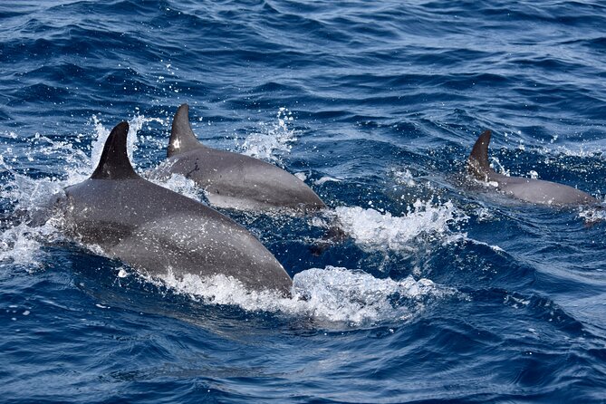 Sailing Yacht Half Day- With Cape Verde Sailing - Wildlife and Marine Life