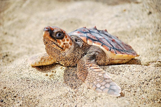 Sal Island: Sea Turtle Experience From Santa Maria - Transportation and Logistics