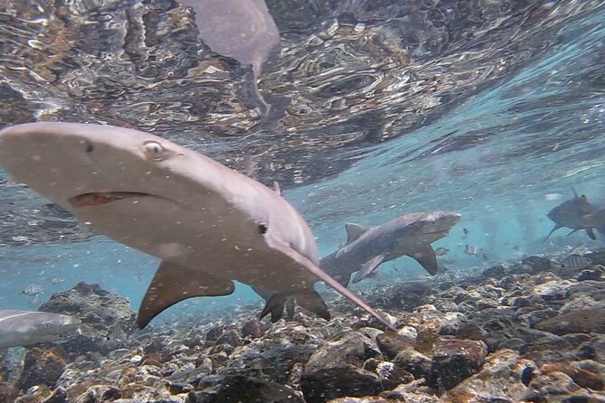 Sal Island: Shark Bay Shark Watching Experience From Santa Maria - Safety Gear Provided