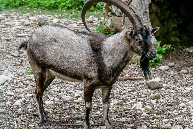 Samaria Gorge Hiking Day Tour From Rethymno - Health and Safety Considerations