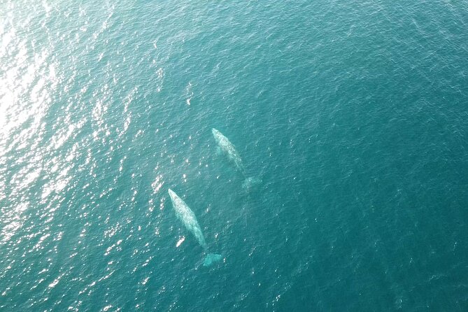 San Diego Half-Day Marine Wildlife Tour With Lunch - Experience Highlights