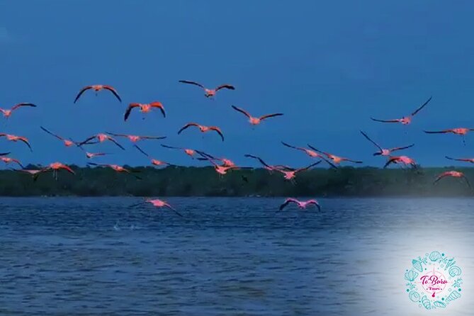 Sanctuary Los Flamingos Tour - Inclusions and Logistics