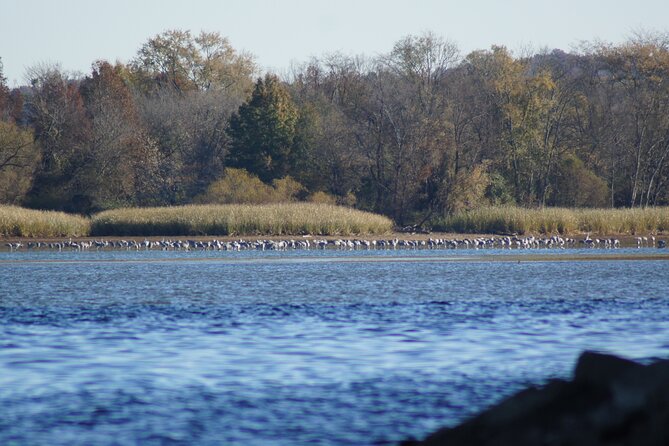 Sandhill Crane Kayak Tour With Chattanooga Guided Adventures - Best Time for Sandhill Cranes