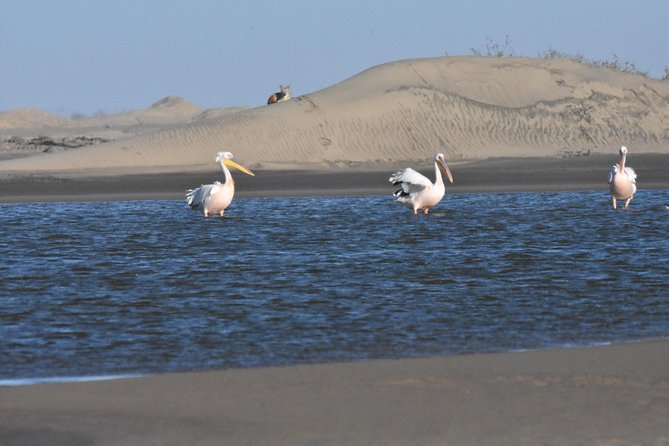 Sandwich Harbour Adventure: Seals and Sandwich Harbour Dune Drive - Tour Itinerary and Details