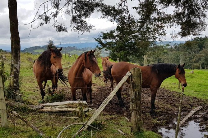Santa Elena - Rionegro Horse-Back Riding Tour Near Medellín - Location and Reviews