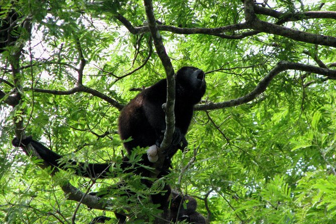 Santa Rosa National Park & Liberia City Tour Incl. Lunch - Activities in Santa Rosa National Park