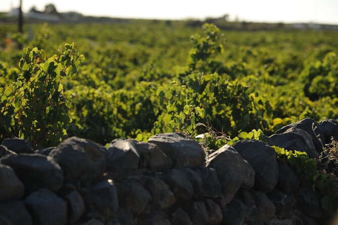 Santorini Private 8 Wine Tastings With Dinner & Oia Sunset - Anhydrous Winery