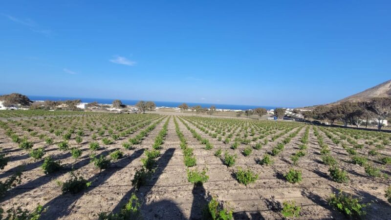 Santorini: Wine Tasting in 3 Wineries and a Greek Meal Group - Itinerary and Experience