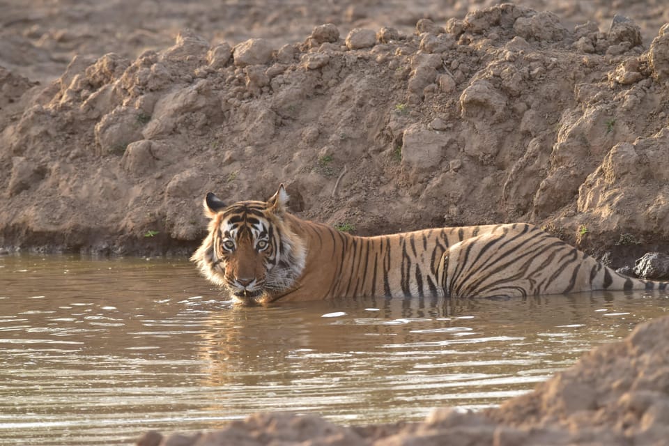 Sariska : Private Guided Tiger Safari in Gypsy - Safari Experience and Highlights