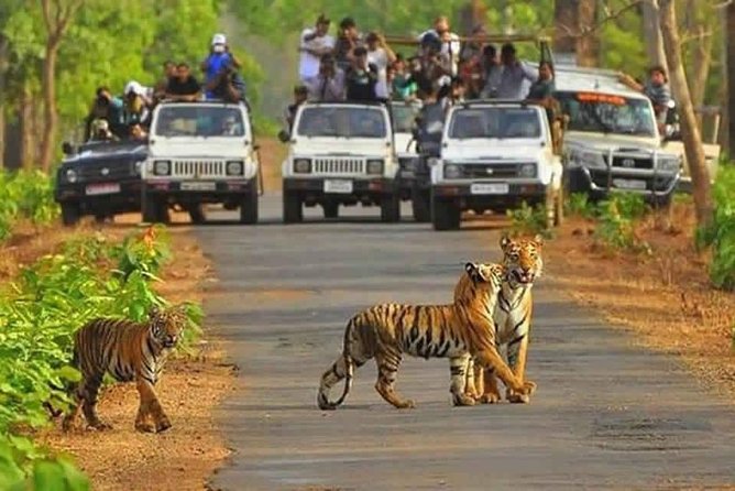 Sariska Tiger Reserve Safari Tour From Jaipur - Inclusions and Exclusions