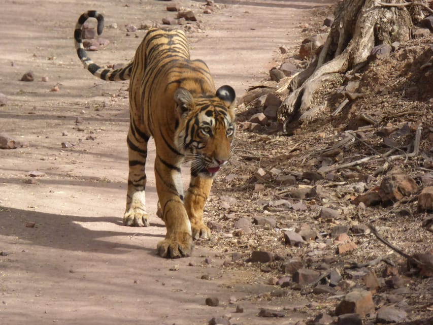 Sawai Madhopur: Ranthambore National Park Safari - Safari Options