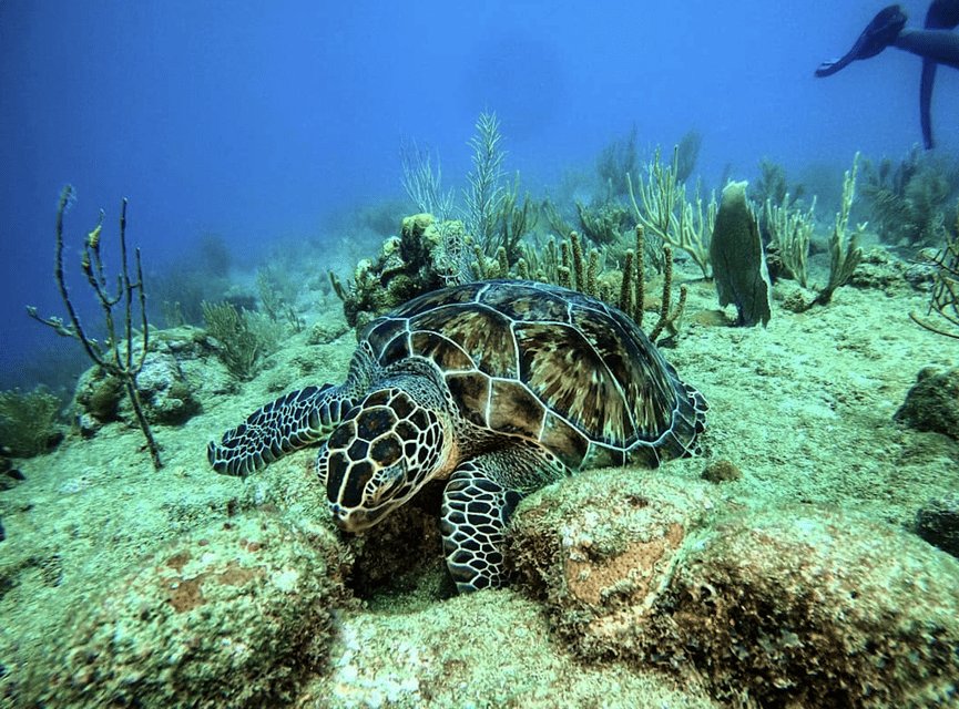 Scuba Dive in Bulldog Reef, Kalpitiya - Preparation and Information